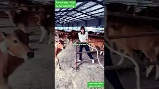 Cow farming and animal husbandry for meat production in China with halal meat