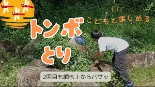 【トンボ採集】ヤマサナエ、シオカラトンボを捕獲せよ～メジャーじゃないトンボを探せ～