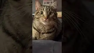 🐾 Laugh-Out-Loud Cat Compilation 😹 Cute & Funny Cat Moments You&rsquo;ll Love #catvideos