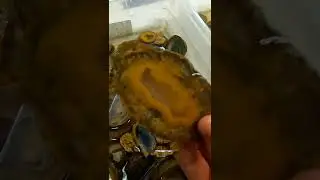 Local Mineral Club Gem show in Lexington, KY!
