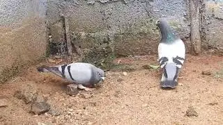 Old line racing pigeons #highlight #pigeon #birds #raisenpigeons #racingpigeon #nature #livestock 