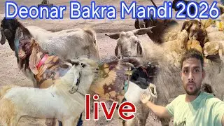 DEONAR BAKRA MANDI LATEST UPDATE 2026 mangalwar live video #bilalalamlifestyle 