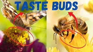 Top 6 Amazing Insects that Taste Food with their Feet