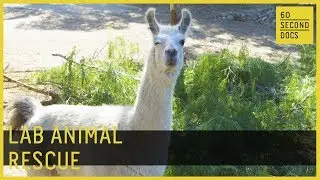 Lab Tested Animals Are Set Free // 60 Second Docs