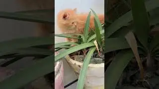 Dunya ka sbse hinsak janbr #felinecomedy #catcomedy #cat #funny #kittycomedy #catlover #catvideos