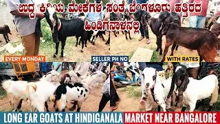 Hindiganala Goat Market Selling Long Ear Male & Female Goats and Kids near Bangalore in Karnataka