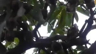 Tree Full of Bats in Africa