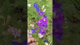 Flower Genetics are amazing! Check out this beautiful Bicolor Double Blossom Larkspur!!!
