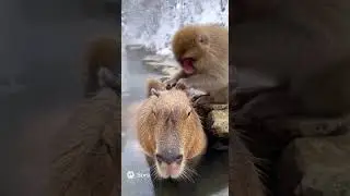 A Monkey Grooms a Capybara in a Hot Spring ♨️🐒 #shorts