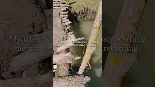 Minivlog in the jungle #kashmir #jungle #wild #tracking #forest #friendship #travelling #travel