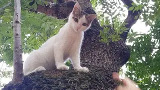 Cat climbs a very big tree to play ! Funny Cats