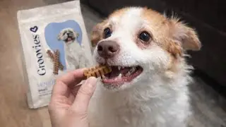 Groovies Senior Dental Chews | Softer, Flexible Chews for Delicate Dogs #ad 💖