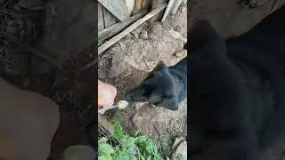 Угощаю охрану на моей ферме. My guard dog Dara #fyp #animals #feeding