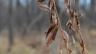 2017 Hunting Trailer - Ontario Canada