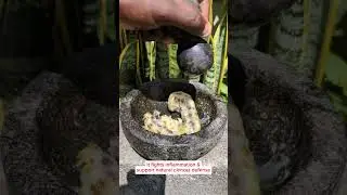 How to make the best noni and Lemon detox juice for liver, Kidneys and Blood #detoxjuice#herbaldrink