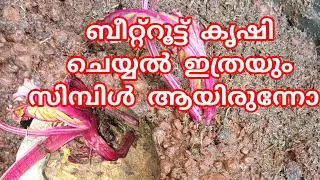 ബീറ്റ്റൂട്ട് കൃഷി: അറിയേണ്ടതെല്ലാം (Beetroot Farming: All You Need to Know)