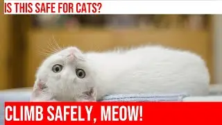 Creating a Cat-Friendly Outdoor Space for Tree-Climbing Cats