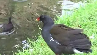 Moorhen