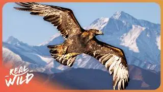 This Deadly Eagle Eats 500 Snakes A Year