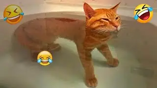 You Laugh You Lose 💀 Funniest Cats and Dogs 2026 🐕💓 Part 16