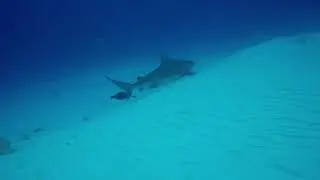 Bull Sharks6
