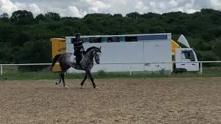 Grand Prix show jumping prospect for sale