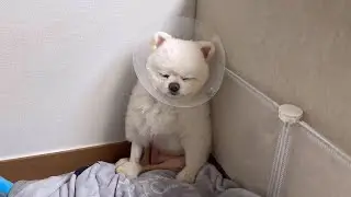수술 후 다리가 불편해서 앉아서 자는 강아지가 안쓰러워요..ㅠㅠ