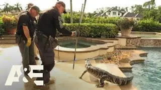 Live Rescue: Gator in the Pool (S3) | A&E