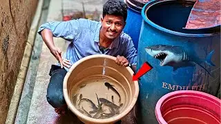 என்னிடம் உள்ள நாட்டு மீன்கள்! 🦈 | My Fishes Update!🐠 | Vijay Vlogs