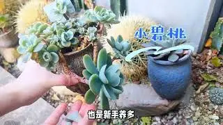 新手养多肉不在多而在精，先保证成活率才是关键 #养花小知识 #分享养花经验 #多肉养护 #用多肉治愈生活 #好喜欢我的家