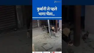 Buffalo on the Run: Chaos in Saharanpur Just Before Eid! | Viral Video