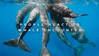 PEOPLE REACT TO A BLUE WHALE IN PICO ISLAND | Futurismo Azores