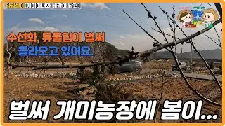 개미농장에도 봄은 오는가?