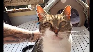My Spanish FUN with Cats and Dogs in Beniarbeig