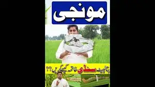 Rice Farming #farming #ricecultivation #shortfeed #rice #shorts