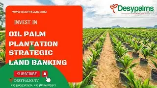 Investing in Oil Palm Plantation vs Investing in Housing units and Land