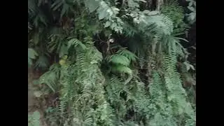 Our recent visit to RaniBari tea estate in North Tripura district-part 1 🌿🌿🌿