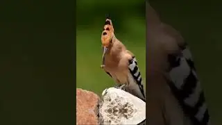 Hoopoes #bird #shorts #wildlife #birdslover #animallover #birdsounds #birdssinging #birdslover