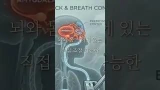 감정폭발의 정체: 편도체 하이재킹｜해결은 몸(호흡) | Inner Breath Studio #감정조절#화조절#분노조절#화날때#화참는법#감정기복#호흡법#불안줄이는법#스트레스해소
