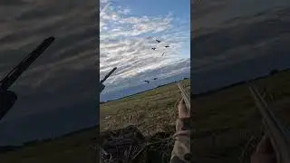 Early Season Geese feet down!!! #Minnesota #earlyseason #goosehunting #tidewe