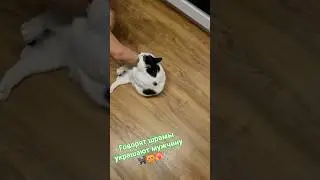 Statham on scars🐈&zwj;⬛😻❤️&zwj;🔥 #cat #catvideos #cat #humor #recommendations #mem #memes #popular