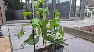 I Ordered Passionfruit Plants From Amazon !