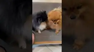 Cute dogs fighting #angry #pomeranian #doggies #shorts