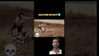 #shorts​ #wildlife​ #trending​ #cheetah​ #cheetahconservation​ #youtube​ #ytshorts​ #youtubeshort
