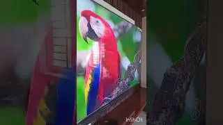 📺VU ViBe New Model 65