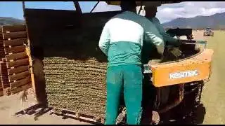 Colheita de Grama Esmeralda  com a colheitadeira de grama Marca kesmac