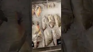 🔴 Fish Market at Doha, Qatar | Yellow Bites