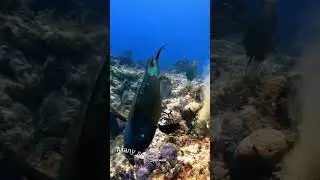 parrot fish 🦜🐟  #new #video #viral #trending #facts #information #world #shorts #parrotfish #sea