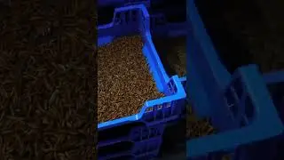 Insect sentience by Animal Ethics, WoDEF 2025