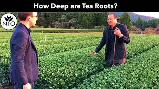 How Deep Are the Roots of an Organic Tea Plant?
